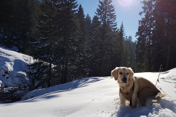 Tipp: Winterlicher Hundespaziergang